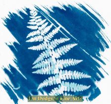 Fern 4 by Gill Hughes